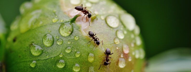 Proszek na mrówki – skuteczna kontrola kolonii w ogrodzie i wokół domu