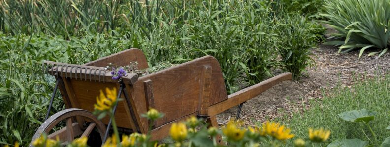 Zarządzanie chwastami – strategie długoterminowe w ogrodzie i rolnictwie