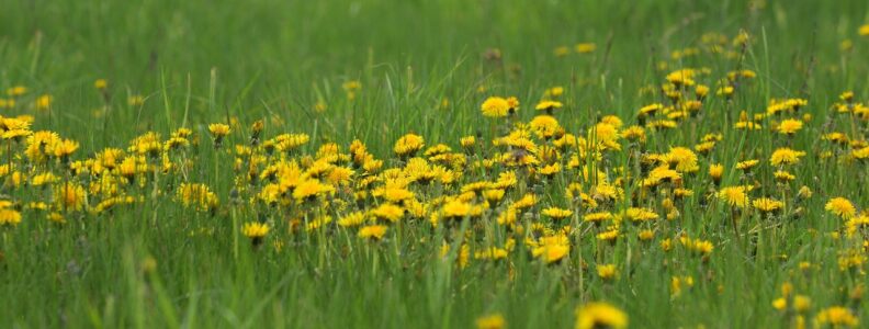 Skuteczne zwalczanie chwastów – jak działa Agrosar 360 SL w praktyce