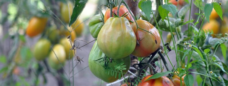 Zintegrowana ochrona roślin – nowoczesne podejście do upraw