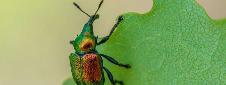 Kontrola szkodników – równowaga między skutecznością a odpowiedzialnością
